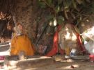 Pushkar: święte figurki pod drzewem