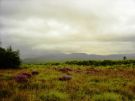 Szkocja, wrzosowisko - rezerwat Moine Mhor