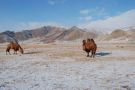 Wielbłądy. Terelj. Mongolia