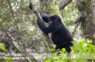 Bwindi - Gorilla Tracking