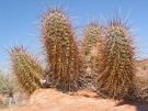Kaktusy na krawędzi Kanionu Antylopy