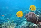 Zamaskowany butterfish
