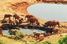 Stado słoni przy wodopojach