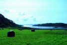 Lnice bele trawy, nad Loch Beag