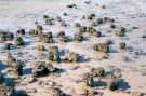 Shark Bay - Stromatolites at Hamelin Pool