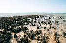 Shark Bay - Stromatolites at Hamelin Pool
