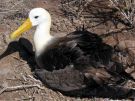 Albatros w pełnej krasie