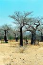 Tanzania - Baobaby
