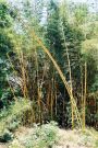 Wszędobylski bambus - Tanzania
