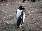 Pingwin Białobrewy w trakcie karmienia