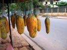 Phnom Pehn. Papaje na sprzedaż.