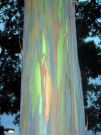 Eukaliptus z Dole, Hawaje, USA