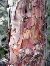 Eukaliptus z Gr Bkitnych, Australia