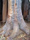 Eukaliptus z Hosmer Grove, Hawaje, USA