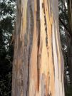 Eukaliptus z Hosmer Grove, Hawaje, USA