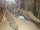 Zmumifikowane krokodyle w wityni boga Sobka w Kom Ombo