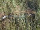 Mody aligator w moczarach parku Narodowego Everglades